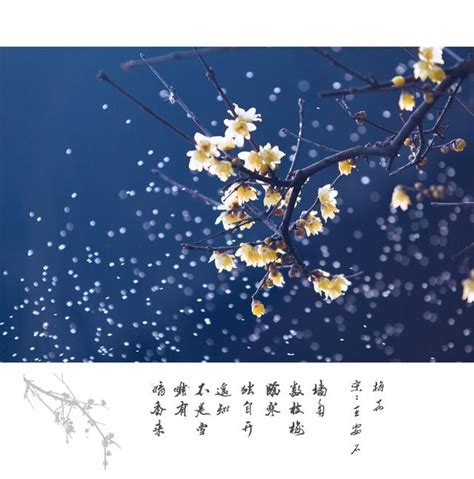 夢見花開|夢見花